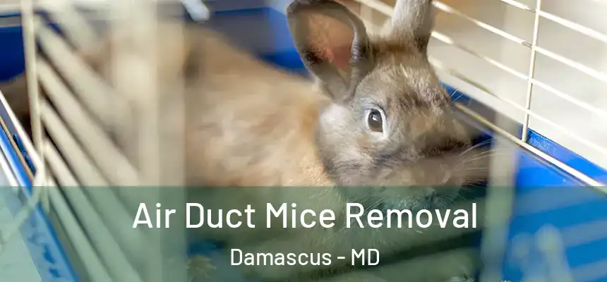  Air Duct Mice Removal Damascus - MD